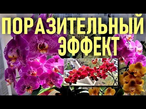 Видео: 💧💧💧ПОРАЗИТЕЛЬНЫЙ ЭФФЕКТ ОТ ИСПОЛЬЗОВАНИЯ ТАКОГО МЕТОДА ВЫРАЩИВАНИЯ ОРХИДЕЙ! ОРХИДЕИ НЕ БОЯТСЯ ВОДЫ!💧