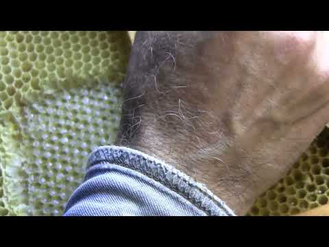 Видео: Прививка личинок пчел. для сборного стартера и семьи воспитательницы.