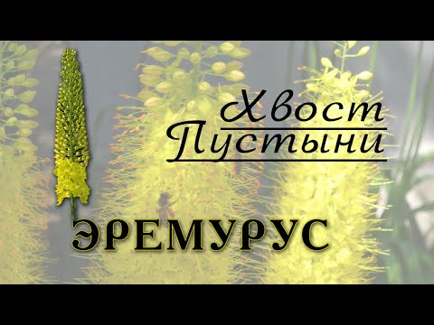 Видео: Эремурусы - эффектные неприхотливые цветы для сада. Всё о выращивании.