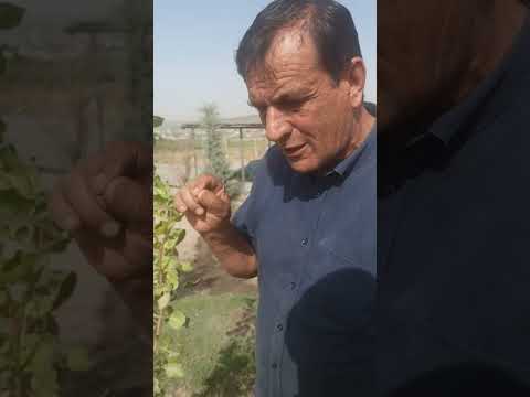 Видео: пистазори Данғара