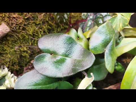 Видео: Флорариум с фиалками