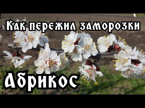 Видео: ЦВЕТЕНИЕ СОРТОВ АБРИКОС