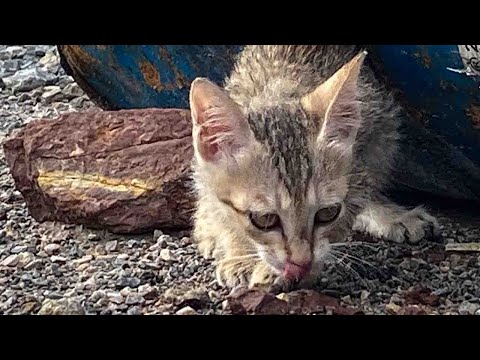 Видео: Голодный и одинокий в течение 7 дней на стройке... он наконец нашел в нас надежду!