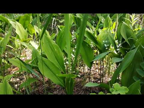 Видео: Ландыши в лесу