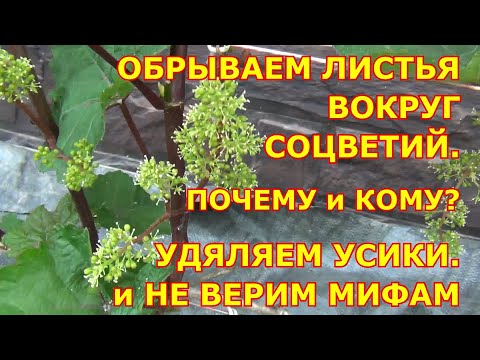 Видео: ОБРЫВАЕМ ЛИСТ вокруг ЦВЕТУЩИХ СОЦВЕТИЙ: почему и каким сортам. УДАЛЯЕМ УСИКИ. Защищаем сад
