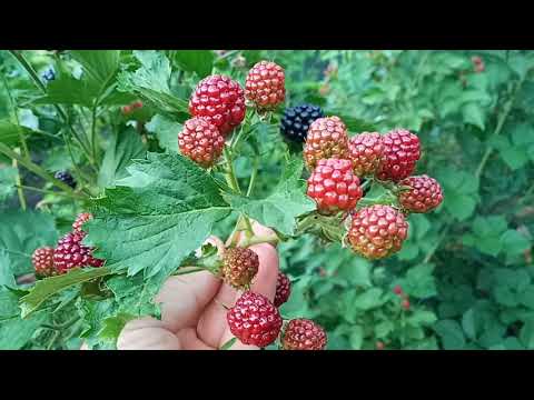 Видео: Рейтинг сортов ежевики Осейдж Небеса Астерина Вон Джамбо