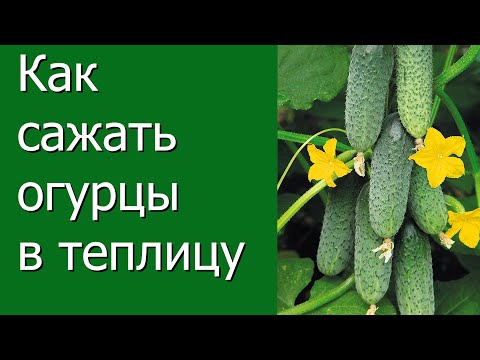 Видео: Как сажать огурцы в теплицу