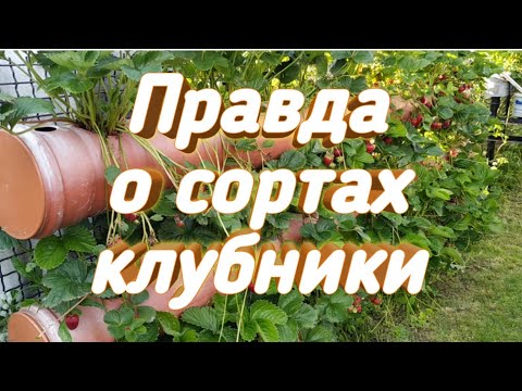 Видео: Моя правда о сортах клубники. Belklubnika.by
