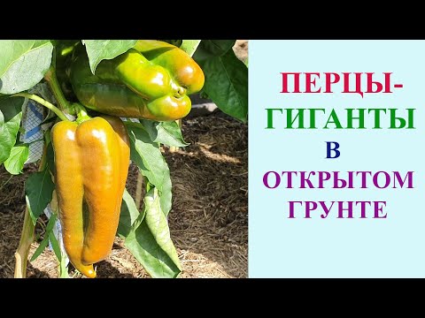 Видео: ПЕРЦЫ-ГИГАНТЫ В ОТКРЫТОМ ГРУНТЕ ПО СОРТАМ.
