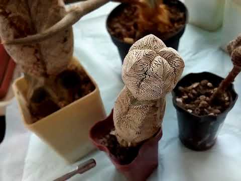 Видео: Прививка кактуса. Зачем она нужна?🌵🔪