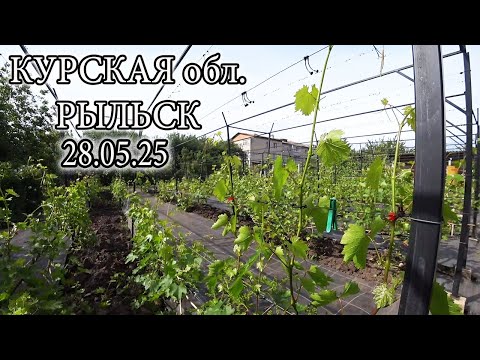 Видео: НАШ ВИНОГРАДНИК НА 28 05 25