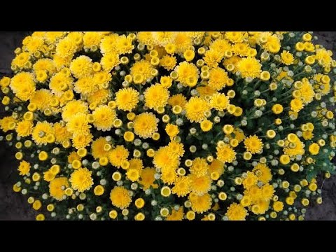 Видео: Як зберегти куплений кущ хризантеми до весни# хризантема