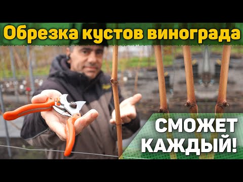 Видео: Обрезка кустов винограда ✂️ Сможет каждый!