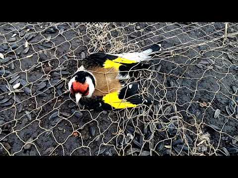 Видео: Ловля на тайник щеглов, чижей, зеленушек.