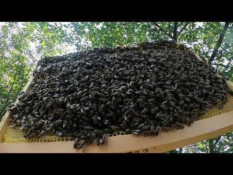 Видео: Удачное место! Поймал еще один рой. Пересадка роя, проверка семей и установка ганемановской решетки.