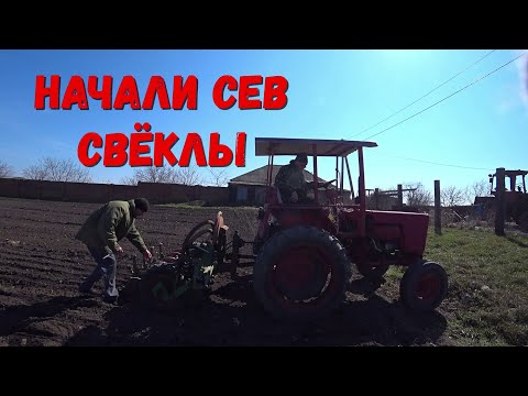 Видео: Когда начинать сев столовой Свеклы!!!Что нужно знать о севе свеклы!!!Какой ранний сорт Сеять!!!