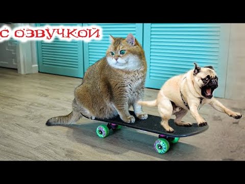 Видео: Приколы с котами! - С ОЗВУЧКОЙ! Самые смешные животные! Смешные коты!  УГАР!!