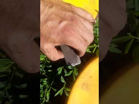 Видео: НЕБОЛЬШОЙ ОБЗОР САМОДЕЛЬНОЙ РОТОРКИ И КЗНКИ.