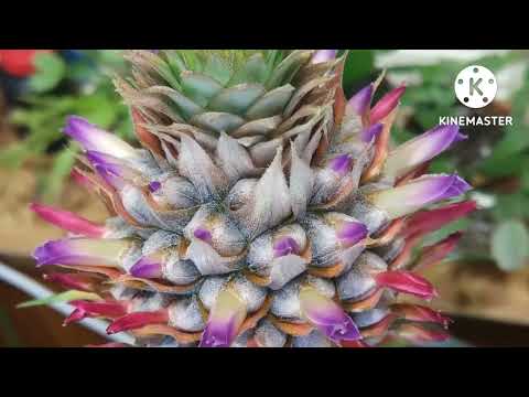 Видео: Цветение ананаса в домашних условиях