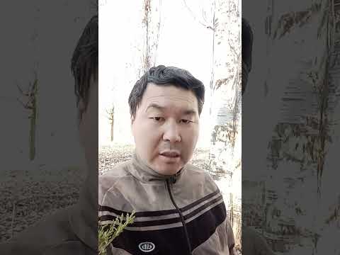 Видео: 2023 жылы декабрдын 25 де токмоктун микраенунда тазалыкты текшергем апа менин суромо так жооп Берген