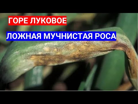 Видео: На перьях лука коричневые пятна - это пероноспороз. Как спасти урожай лука от ложной мучнистой росы.
