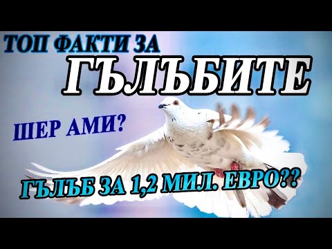 Видео: ТОП факти за ГЪЛЪБИТЕ