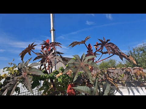 Видео: 🍁🍂Наш огород в СЕНТЯБРЕ/Работа кипит 🌻🌝