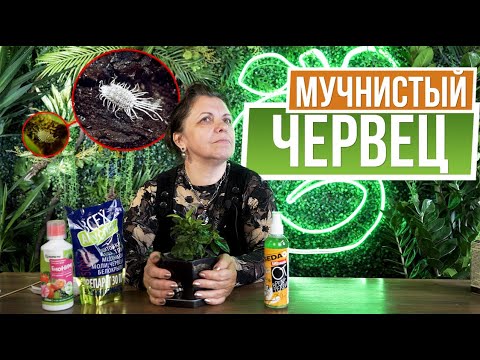 Видео: Мучнистый червец на растениях ☘ Как избавиться от вредителей ✿