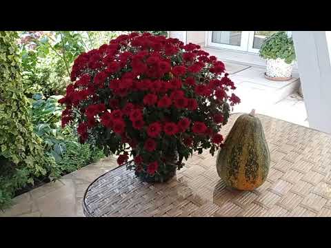 Видео: РОЗЫ, досвидос НАВСЕГДА! С какими розами распрощалась. И всего понемногу. День с нами.