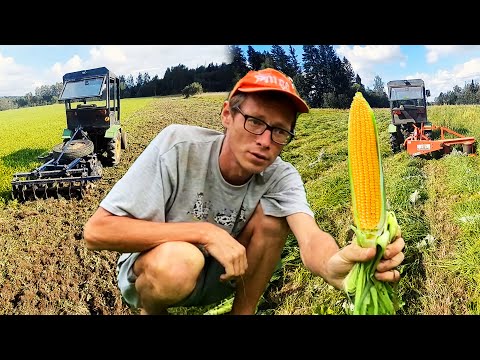 Видео: Сенокос закончен! Урожай кукурузы. Кошу отаву. Трактор Синтай. Пресс Claas Markant