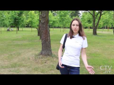 Видео: Наблюдать за птицами с пользой: что такое любительская орнитология и каковы ее цели