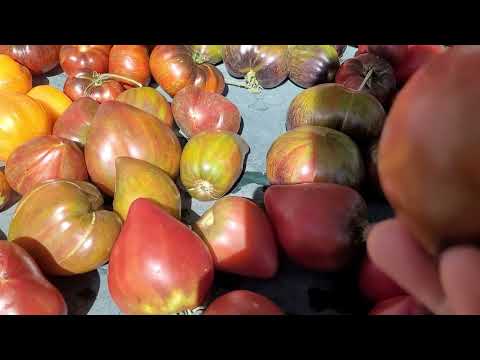 Видео: Небольшой обзор томатов-новинок моей селекции.