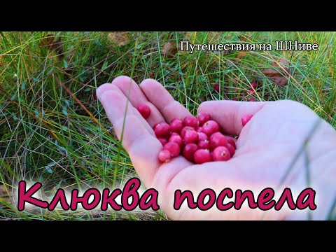 Видео: 22 сентября, Лотошинский район. За клюквой и грибами.