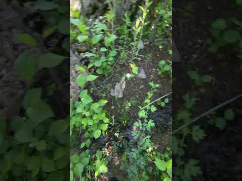 Видео: 27.05.2024 Очень красивая природа Таджикистана Могиён можно сказать рай, Мазори Хучаёрбек