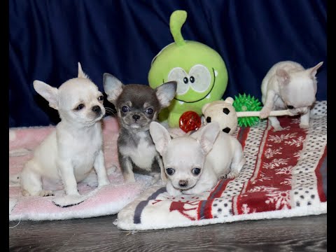 Видео: МИНИ чихуахуа 2 месяца/ Щенки МИНИ чихуа.Chivava mini puppy