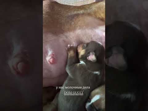 Видео: Маленькая девочка булочка 🥰 #американскийбулли