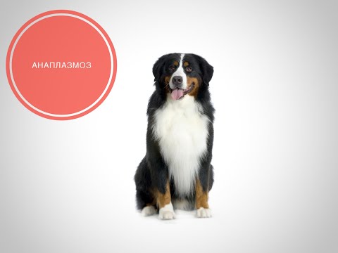 Видео: Анаплазмоз