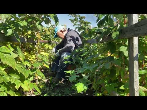 Видео: Подготовил малину к зиме😁👍🏻🌿☘️