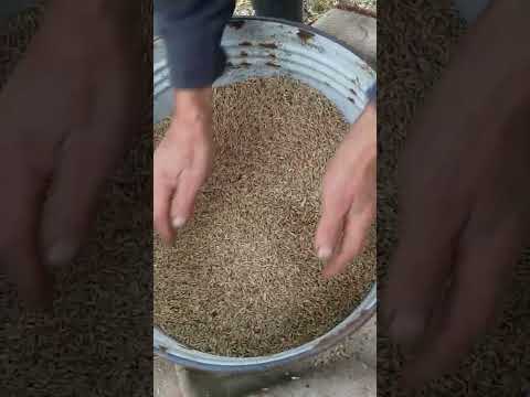 Видео: Выветриваем рожь