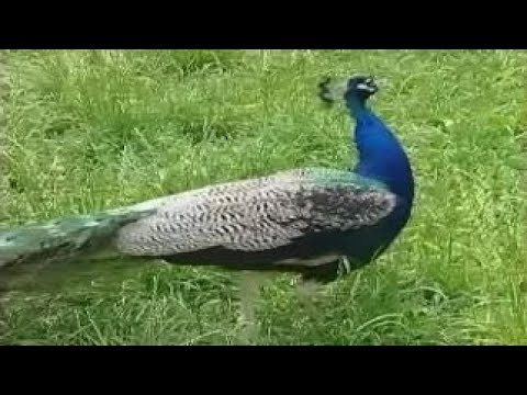 Видео: Отряд курообразные