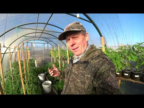 Видео: ЗАМОРОЗОК -9, ЧУТЬ НЕ ЗАМЁРЗЛИ ОГУРЦЫ И ТОМАТЫ В ТЕПЛИЦЕ, А ВОТ В ЧЁМ БЫЛО СПАСЕНИЕ.