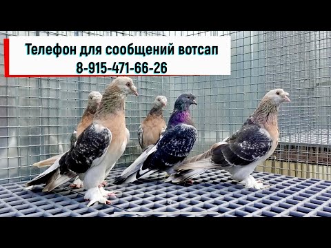 Видео: Видео ярмарка голубей