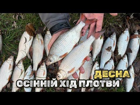 Видео: ПЛОТВА КЛЮЄ В ЗАКИД! РОЗДАЧА ПЛОТВИ НА ДЕСНІ! ЯКА ПРИКОРМКА ТА НАСАДКА? ПРАВИЛЬНЕ МІСЦЕ ЛОВУ!