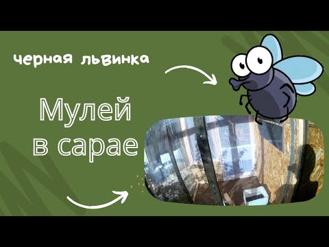 Видео: Мулей (инсектарий) в сарае