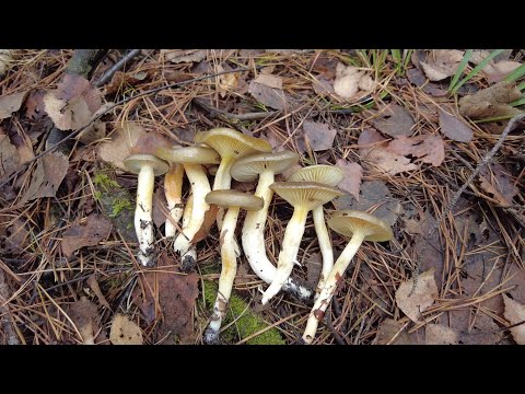 Видео: Ноябрьский грибной поход