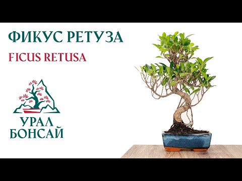 Видео: Фикус Ретуза часть 1 - Ficus Retusa - Воздушная отводка в клубе Урал Бонсай