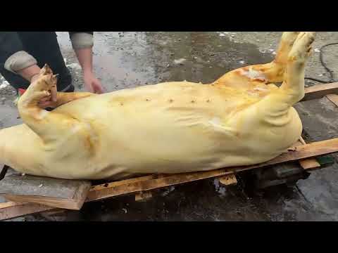 Видео: Розбір свині. Від стайні до хати.