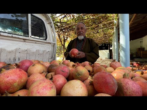 Видео: Садоводство – источник заработка для туркмен в Таджикистане