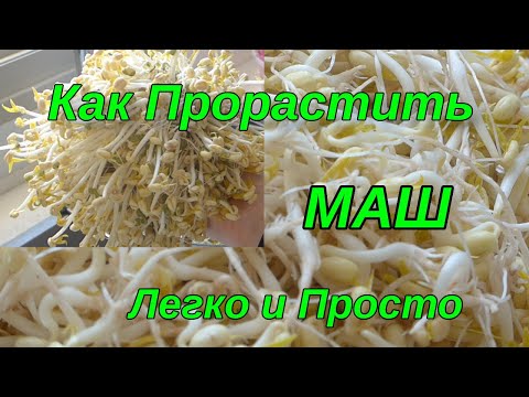 Видео: Как прорастить маш в домашних условиях .Легко и просто.