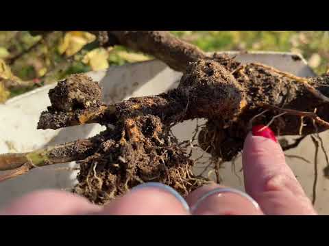 Видео: РОЗЫ🌹. «КАЛЛЮСЫ» БЫВАЮТ РАЗНЫЕ 🤪☹️… КАК УСПОКОИТЬ ПСИХОЗ🚨🥺